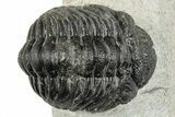 Bargain, Morocops Trilobite - Visible Eye Facets #251027-3